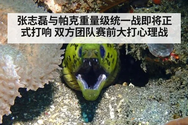 张志磊与帕克重量级统一战即将正式打响 双方团队赛前大打心理战